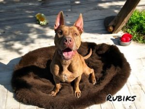 Rubiks, Senior Male unknown