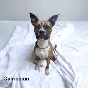 Calrissian (Atlas)