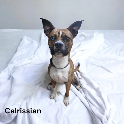 Calrissian (Atlas) 1