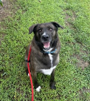 Danni, Adult Female Cattle Dog