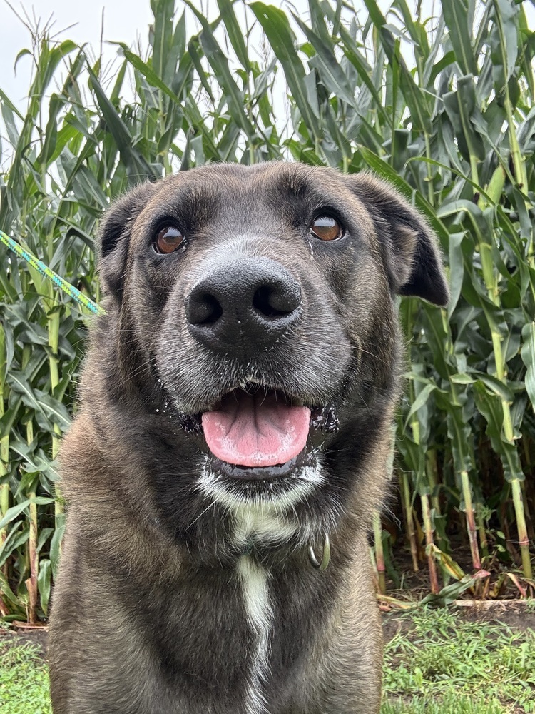 Danni, an adoptable Cattle Dog in Papillion, NE, 68046 | Photo Image 2