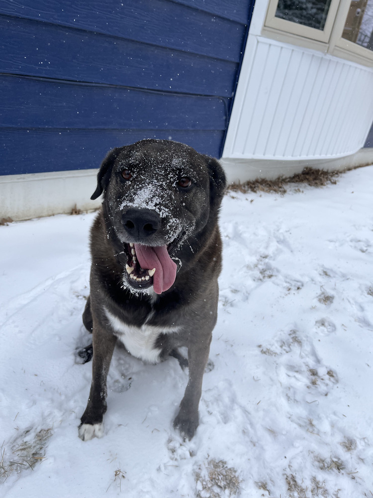 Danni (Fostered in Bellevue)
