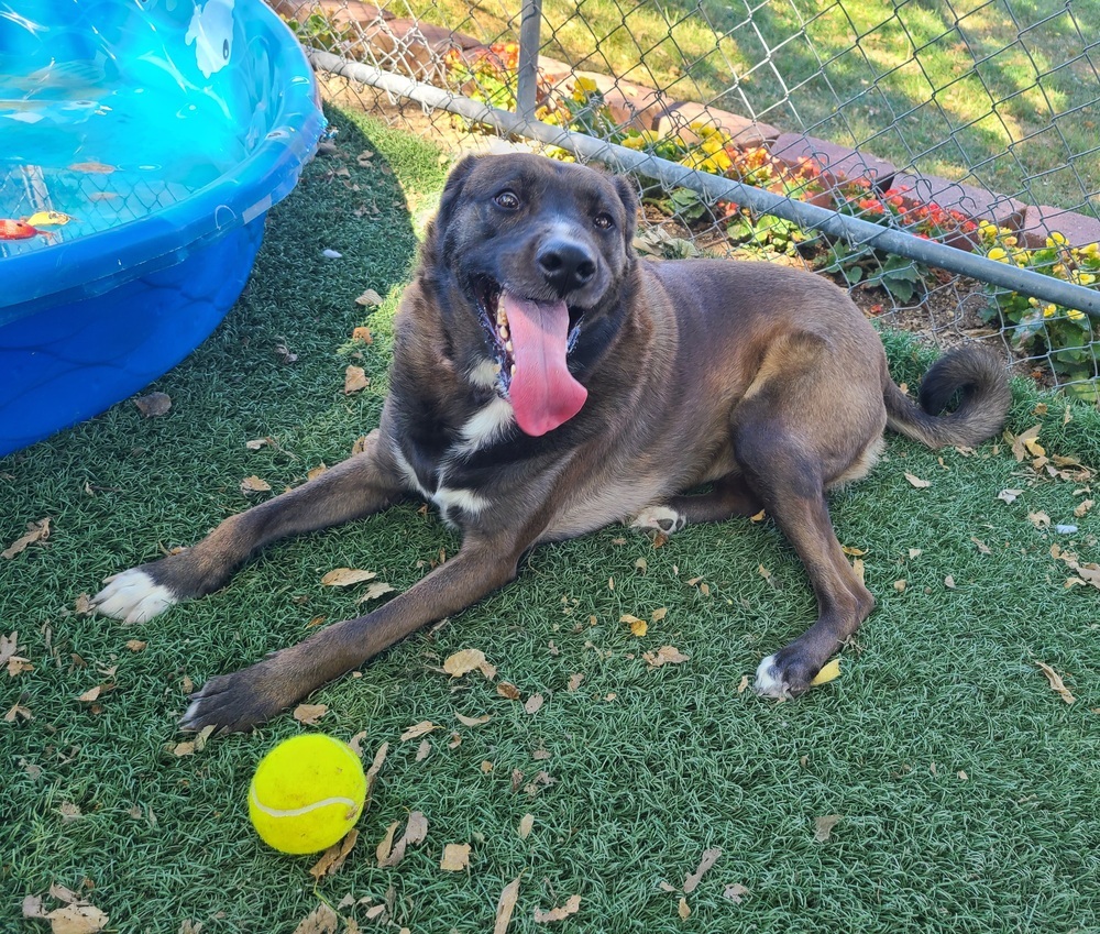 Danni, an adoptable Cattle Dog in Papillion, NE, 68046 | Photo Image 4