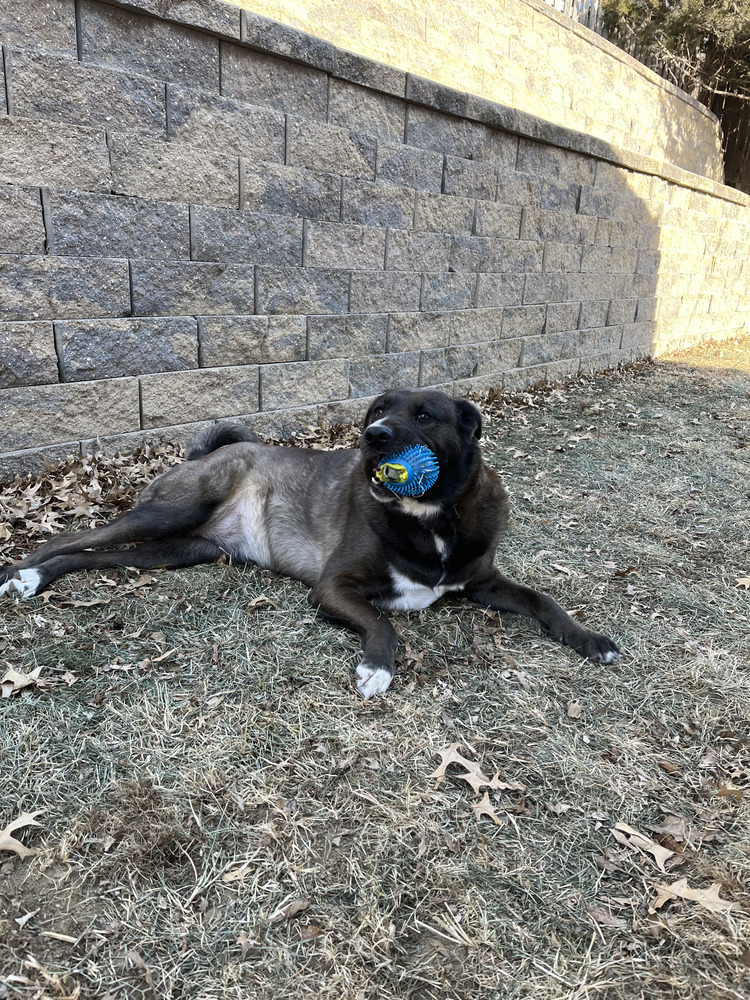 Danni (Fostered in Bellevue)