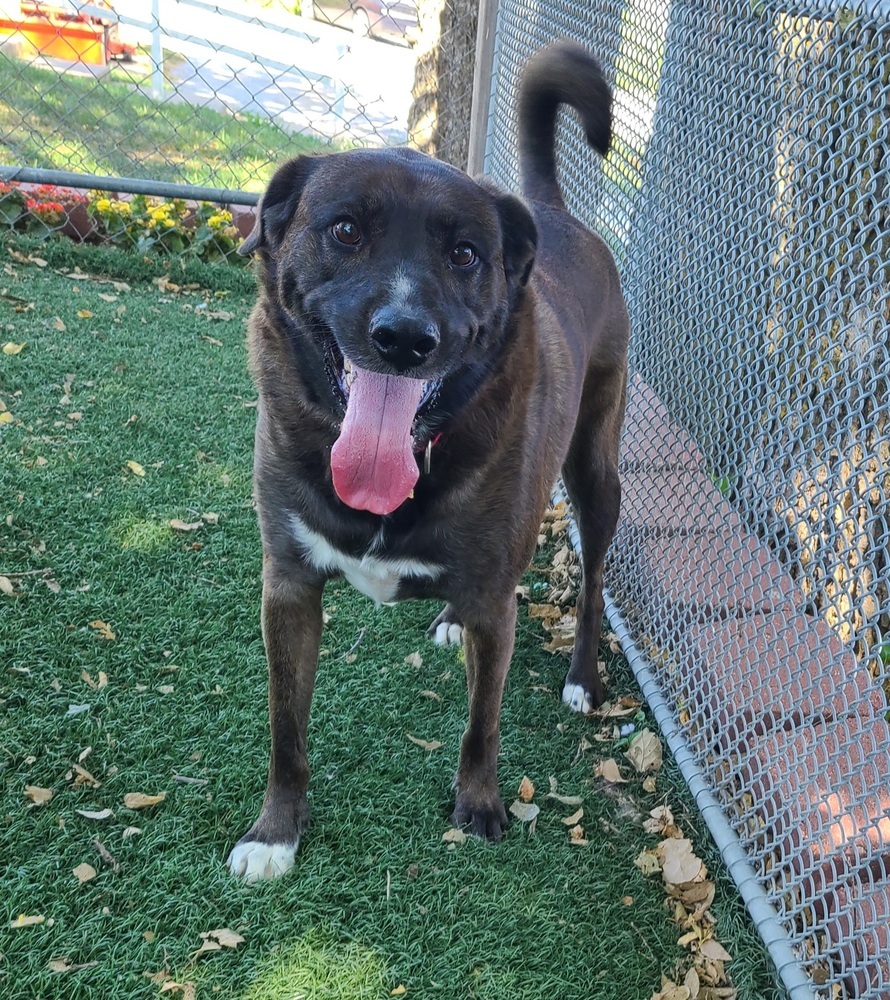 Danni, an adoptable Cattle Dog in Papillion, NE, 68046 | Photo Image 5