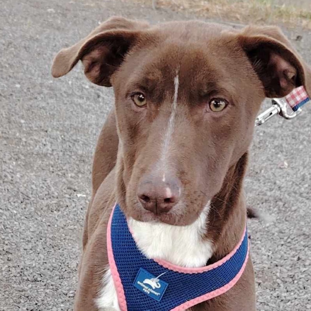 Choco, an adoptable Weimaraner, Vizsla in San Diego, CA, 92130 | Photo Image 1