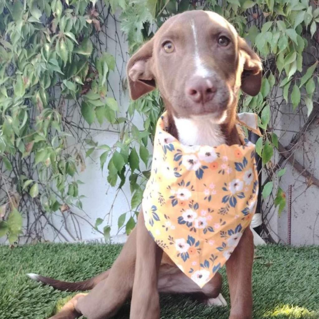 Choco, an adoptable Weimaraner, Vizsla in San Diego, CA, 92130 | Photo Image 2