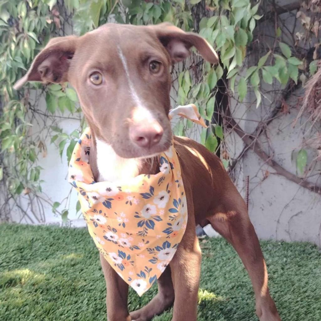 Choco, an adoptable Weimaraner, Vizsla in San Diego, CA, 92130 | Photo Image 3