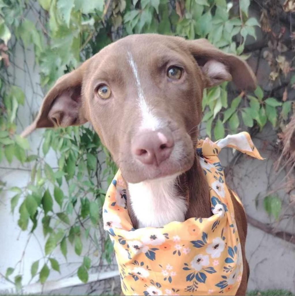 Choco, an adoptable Weimaraner, Vizsla in San Diego, CA, 92130 | Photo Image 4