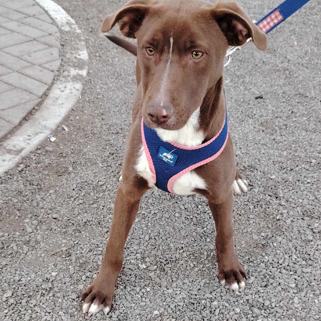 Choco, an adoptable Weimaraner, Vizsla in San Diego, CA, 92130 | Photo Image 5