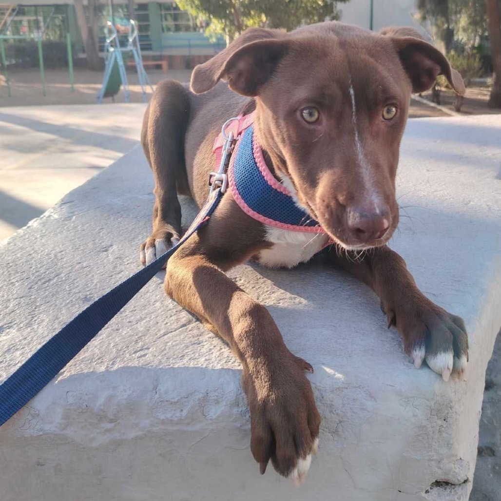 Choco, an adoptable Weimaraner, Vizsla in San Diego, CA, 92130 | Photo Image 6