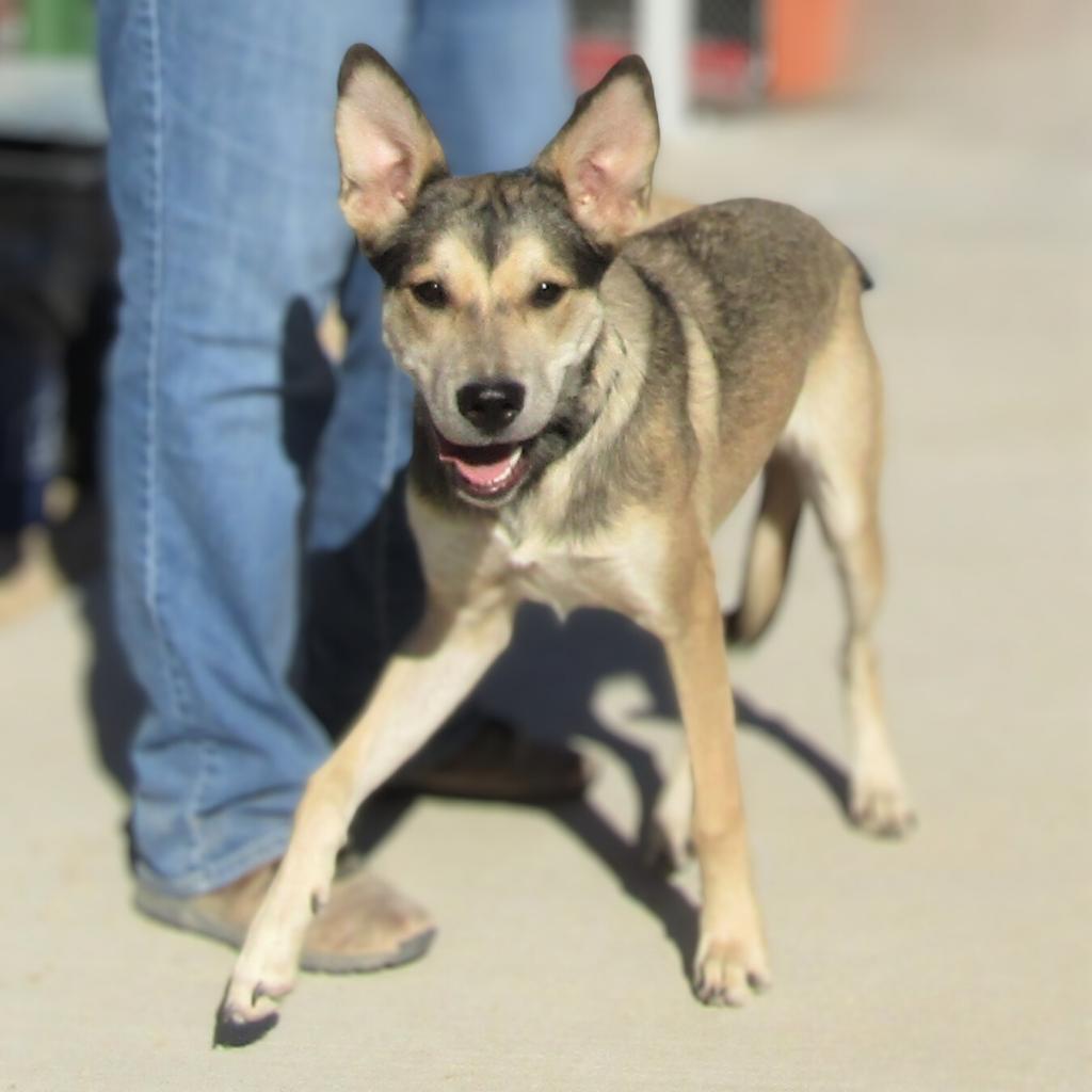 Coffee, an adoptable Mixed Breed in Las Cruces, NM, 88012 | Photo Image 1