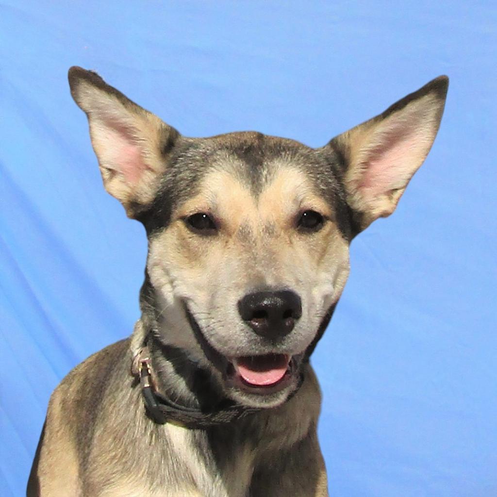 Coffee, an adoptable Mixed Breed in Las Cruces, NM, 88012 | Photo Image 2