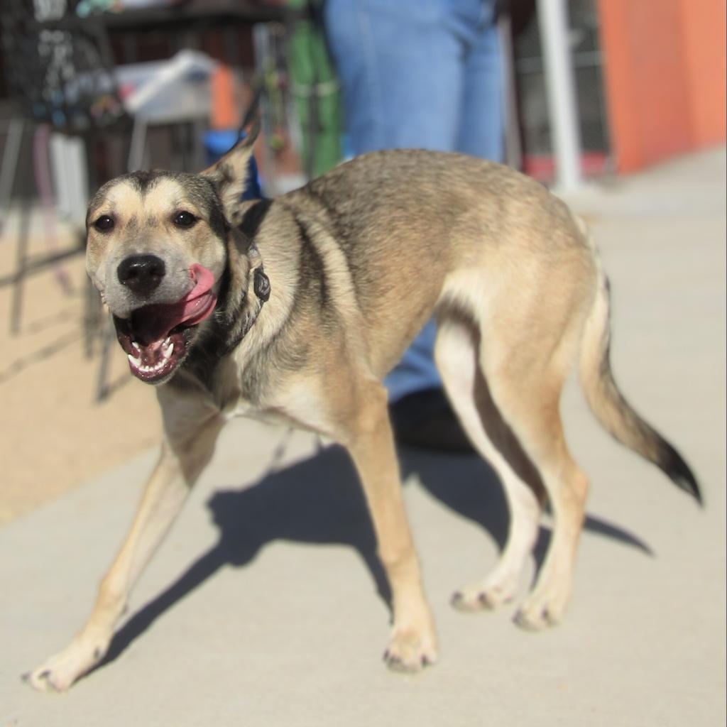 Coffee, an adoptable Mixed Breed in Las Cruces, NM, 88012 | Photo Image 3