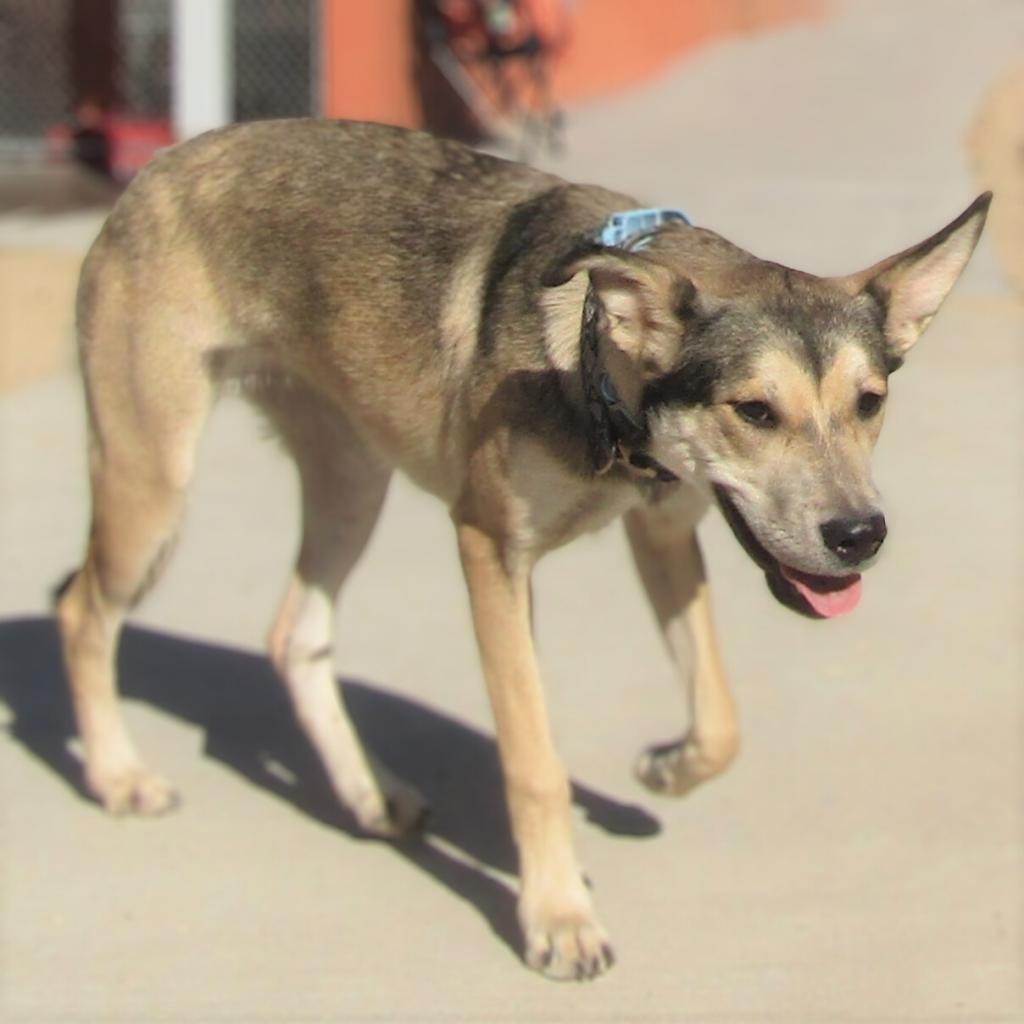 Coffee, an adoptable Mixed Breed in Las Cruces, NM, 88012 | Photo Image 4