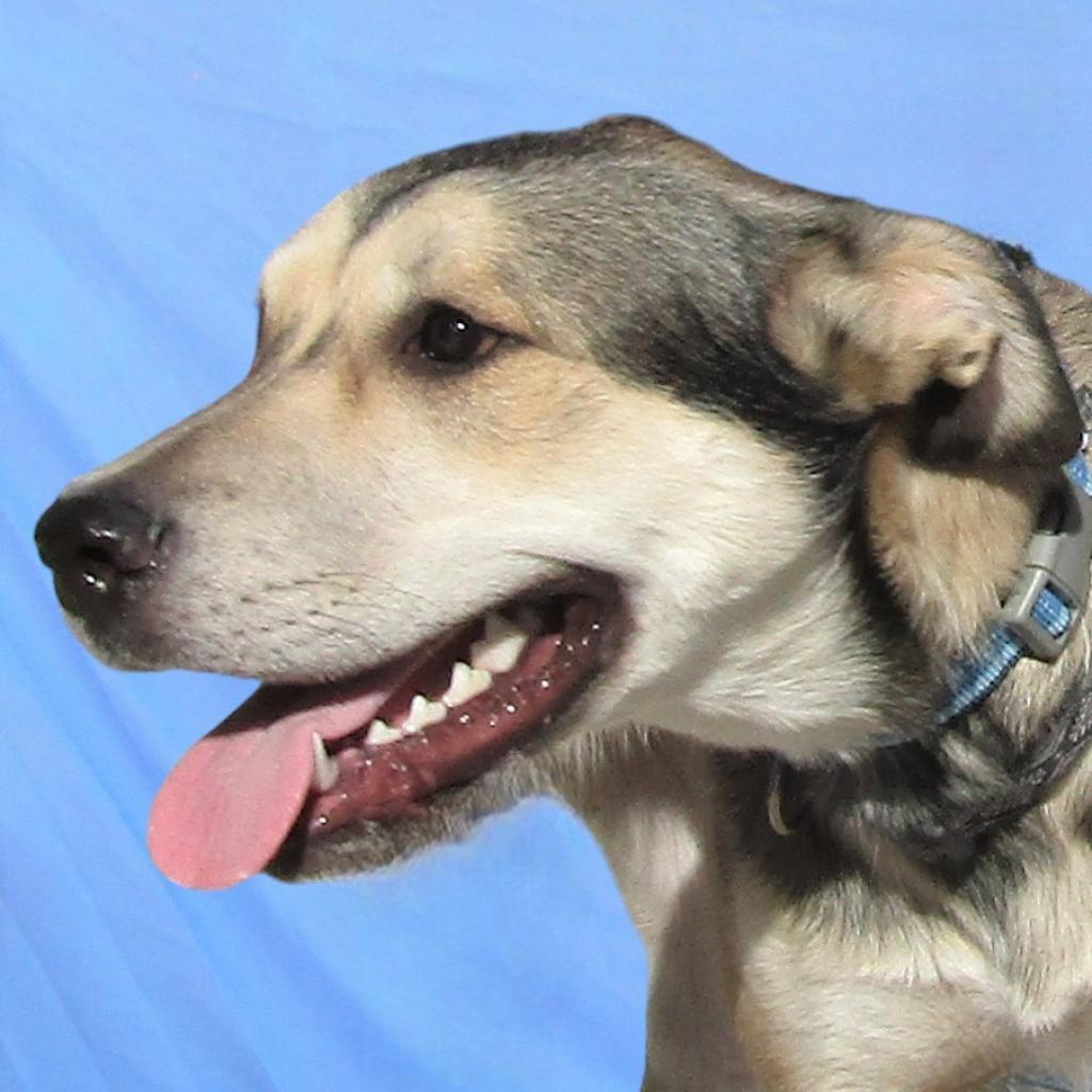 Coffee, an adoptable Mixed Breed in Las Cruces, NM, 88012 | Photo Image 5