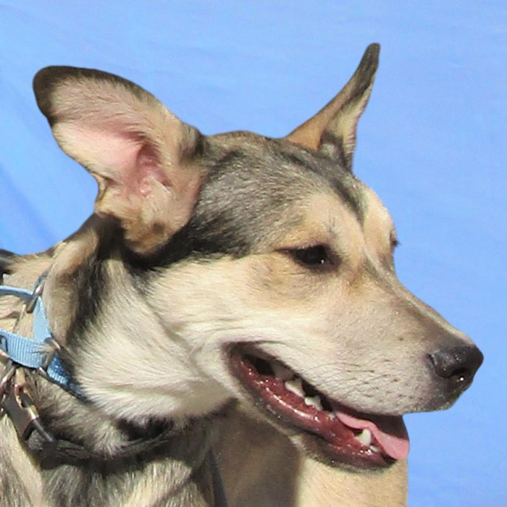 Coffee, an adoptable Mixed Breed in Las Cruces, NM, 88012 | Photo Image 6