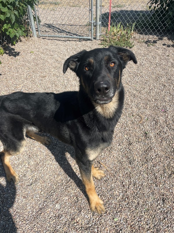 Cal, an adoptable Mixed Breed in Great Falls, MT, 59405 | Photo Image 2