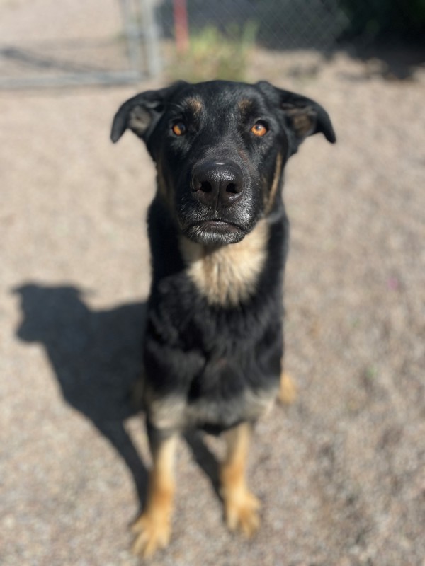 Cal, an adoptable Mixed Breed in Great Falls, MT, 59405 | Photo Image 3