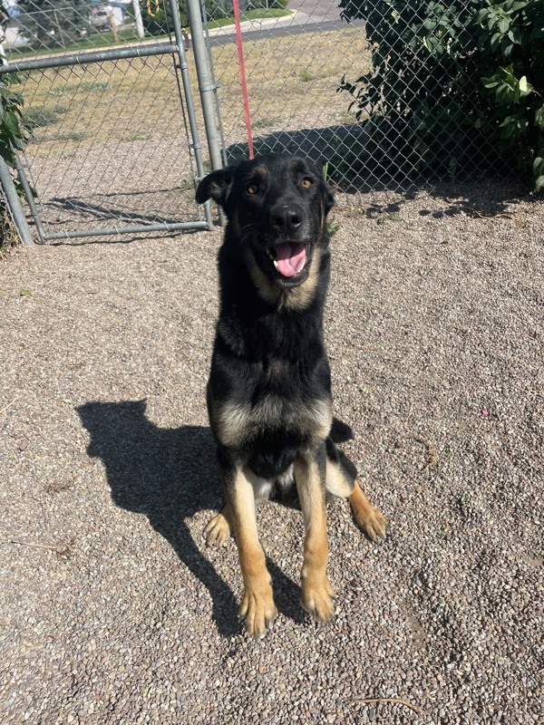 Cal, an adoptable Mixed Breed in Great Falls, MT, 59405 | Photo Image 4