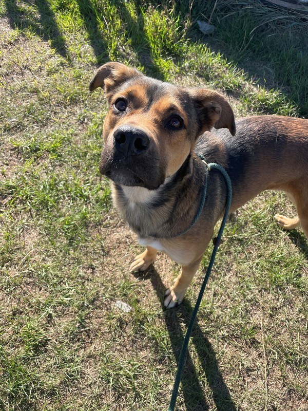 Ellie Mae, an adoptable Mixed Breed in Great Falls, MT, 59405 | Photo Image 2