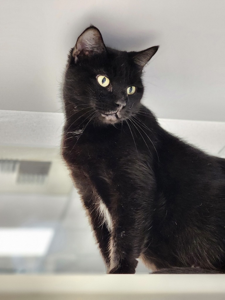 Winnie, an adoptable Domestic Short Hair in Carthage, MO, 64836 | Photo Image 1