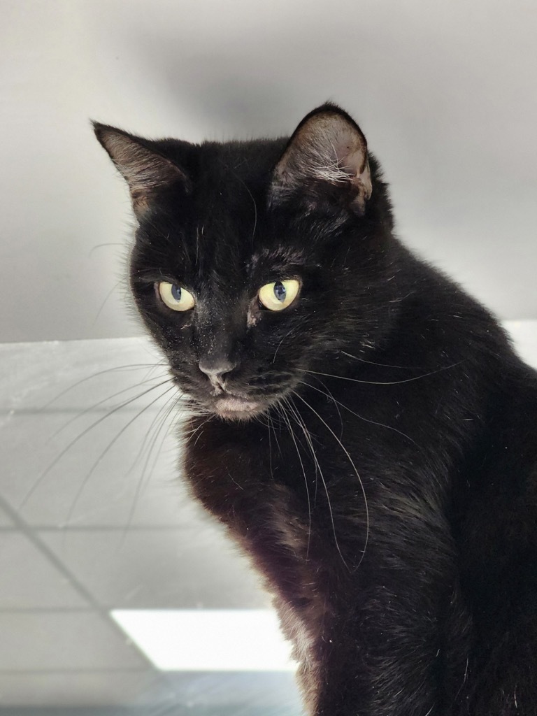 Winnie, an adoptable Domestic Short Hair in Carthage, MO, 64836 | Photo Image 2