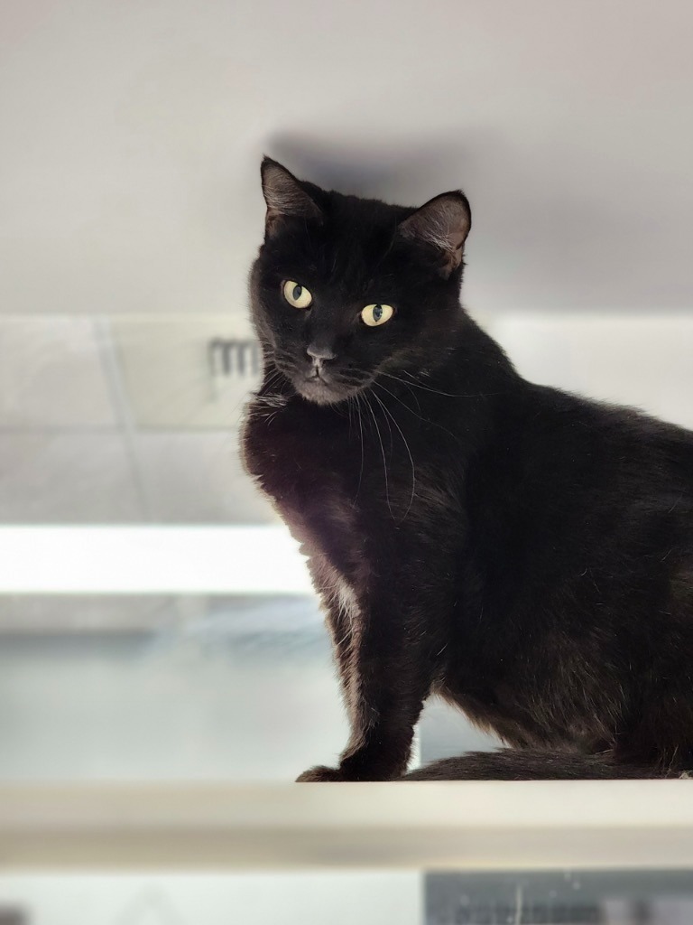 Winnie, an adoptable Domestic Short Hair in Carthage, MO, 64836 | Photo Image 3
