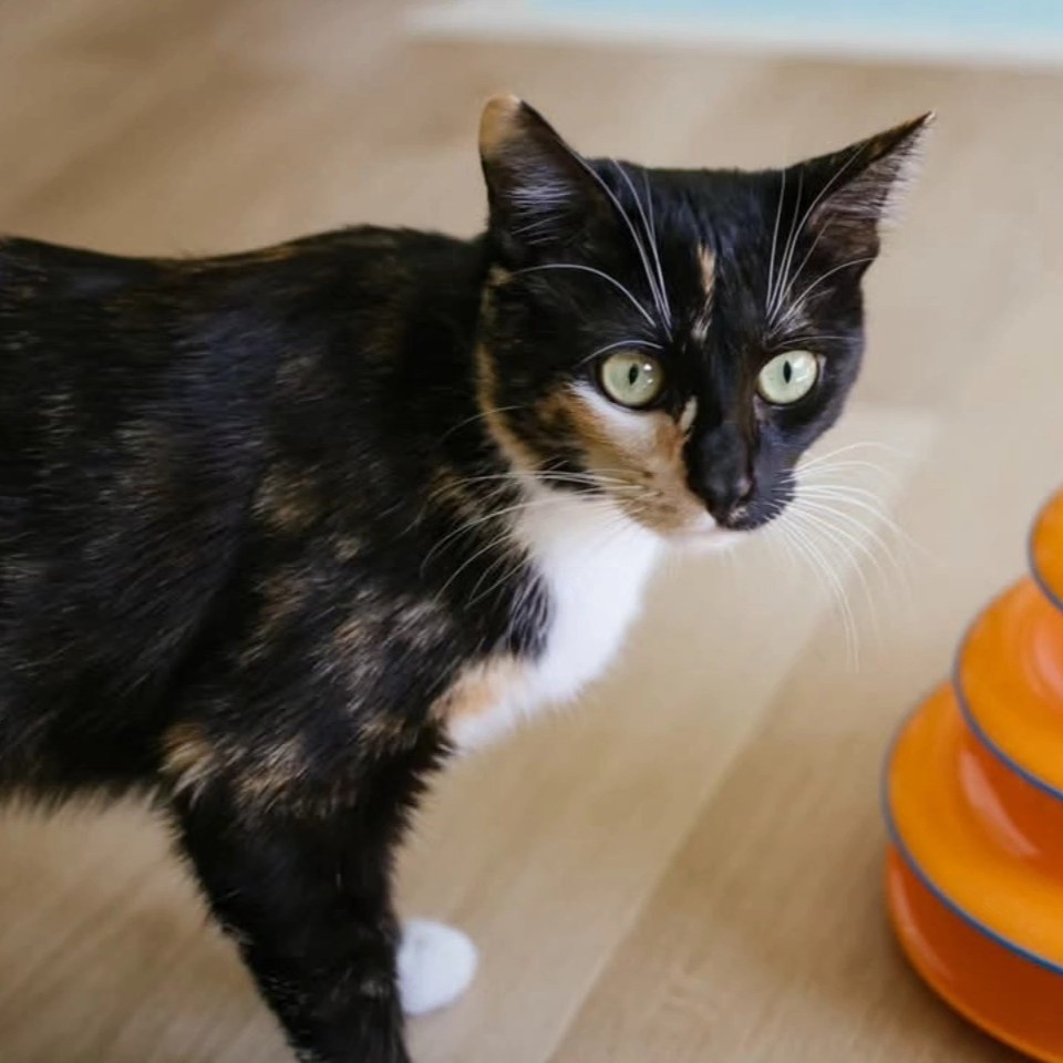 Telly, an adoptable Calico, Domestic Short Hair in Calistoga, CA, 94515 | Photo Image 1
