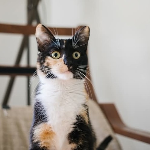 Telly, an adoptable Calico, Domestic Short Hair in Calistoga, CA, 94515 | Photo Image 1