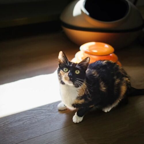Telly, an adoptable Calico, Domestic Short Hair in Calistoga, CA, 94515 | Photo Image 2