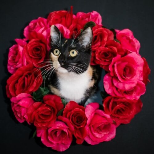 Telly, an adoptable Calico, Domestic Short Hair in Calistoga, CA, 94515 | Photo Image 3