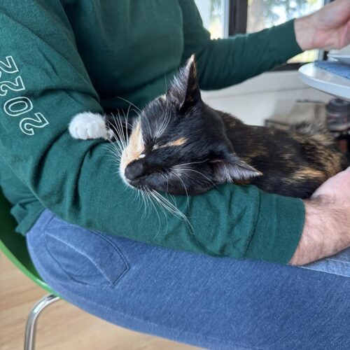 Telly, an adoptable Calico, Domestic Short Hair in Calistoga, CA, 94515 | Photo Image 4