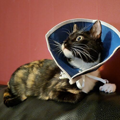 Telly, an adoptable Calico, Domestic Short Hair in Calistoga, CA, 94515 | Photo Image 5
