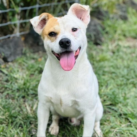 Bone Jovi:COH-A-10711, an adoptable Mixed Breed in Keaau, HI, 96749 | Photo Image 1