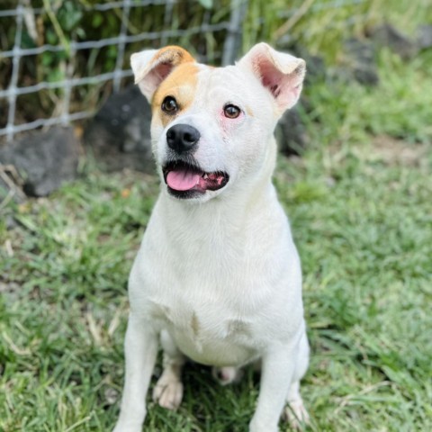 Bone Jovi:COH-A-10711, an adoptable Mixed Breed in Keaau, HI, 96749 | Photo Image 2