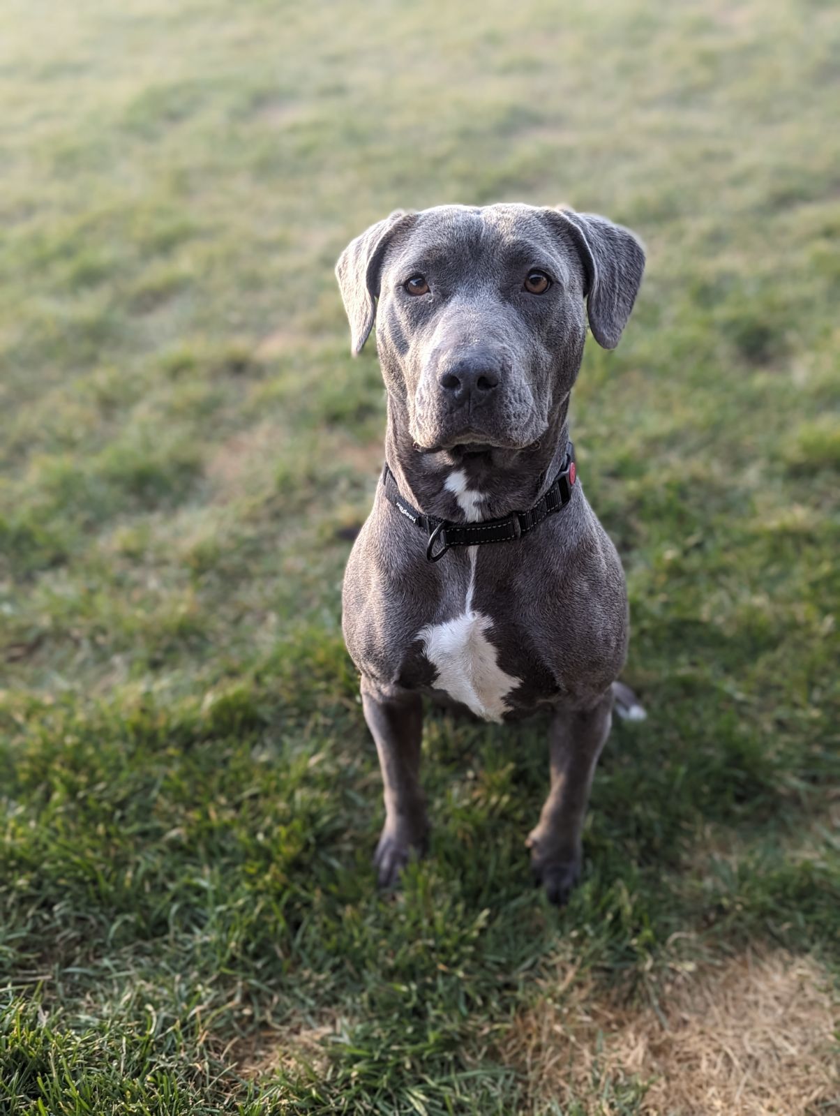 Merrick, an adoptable Pit Bull Terrier in Polson, MT, 59860 | Photo Image 1