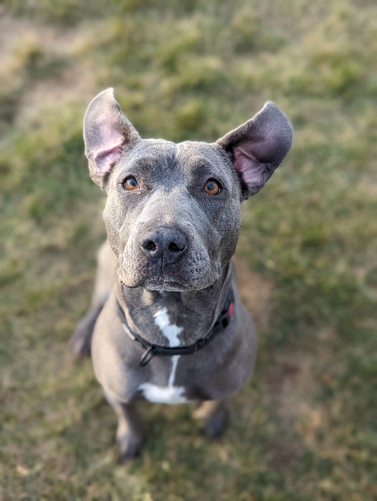 Merrick, an adoptable Pit Bull Terrier in Polson, MT, 59860 | Photo Image 2