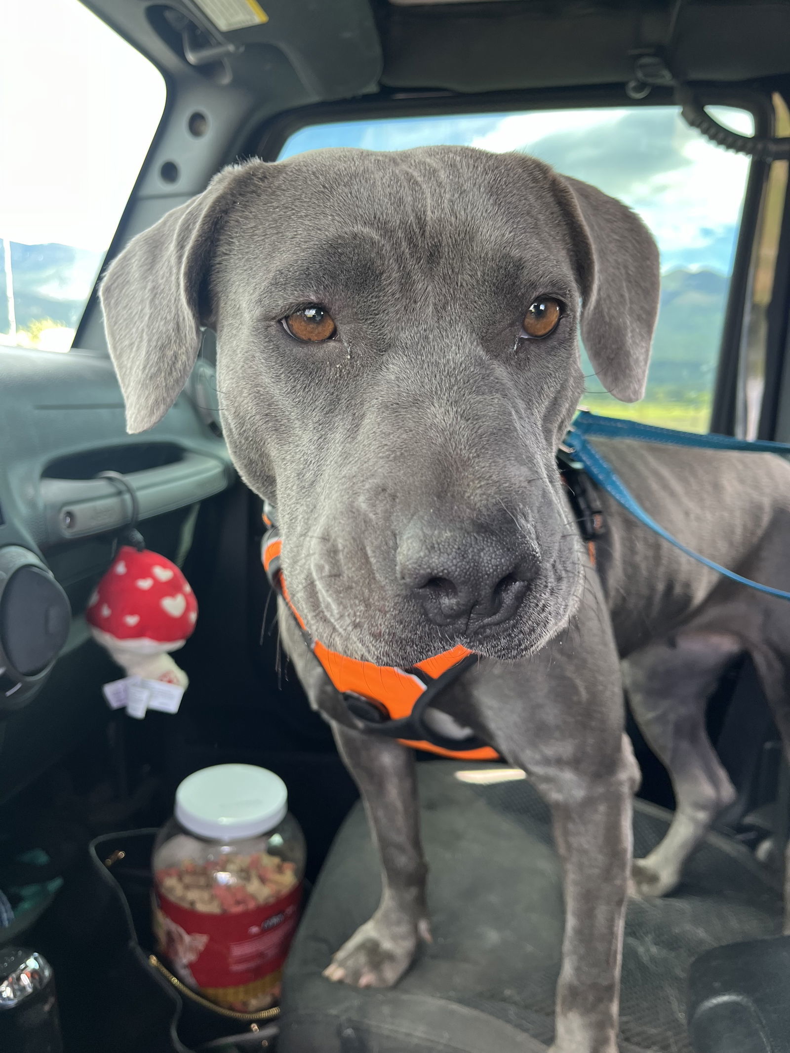 Merrick, an adoptable Pit Bull Terrier in Polson, MT, 59860 | Photo Image 3