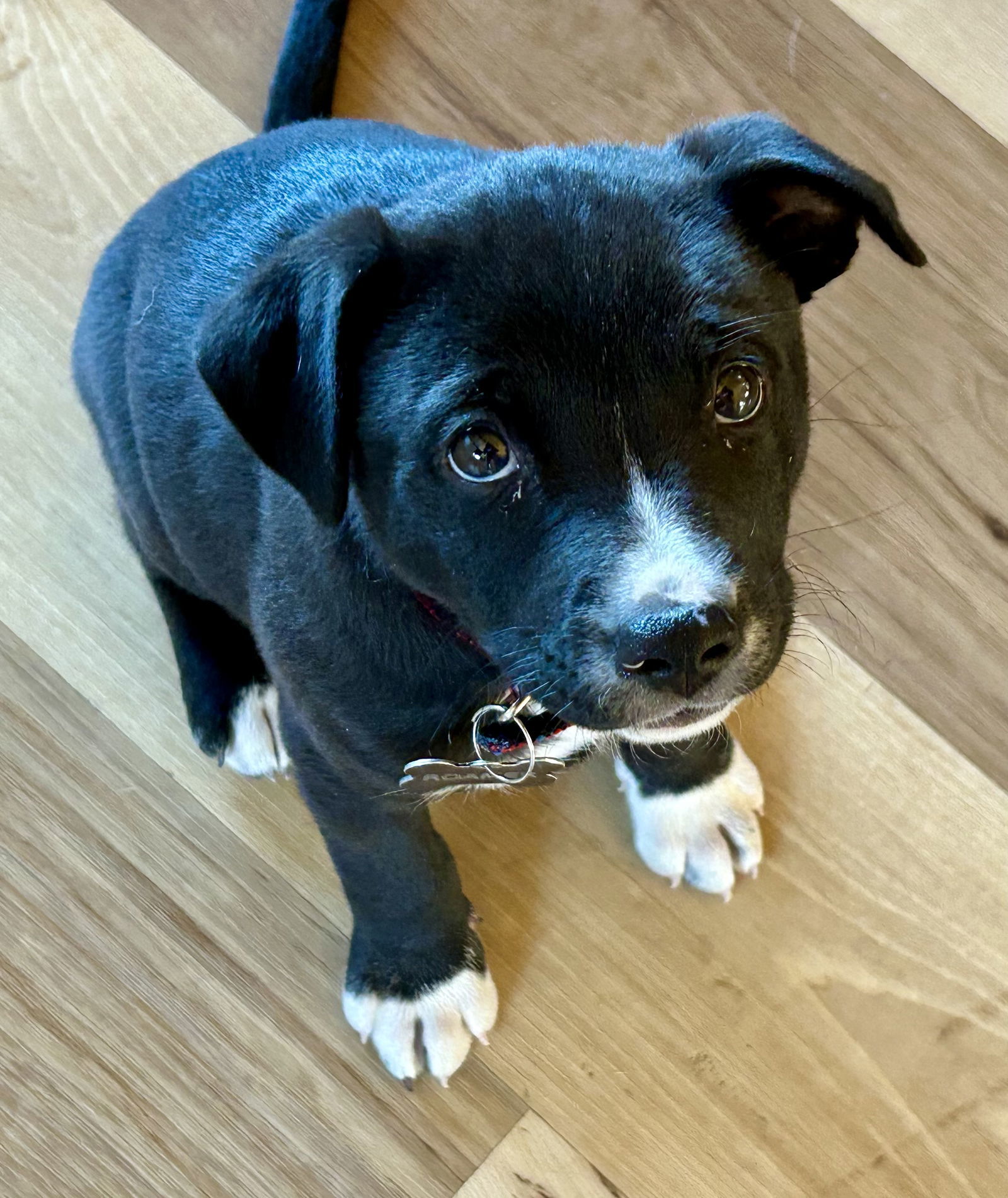 Hank the Tank, an adoptable Australian Cattle Dog / Blue Heeler in Polson, MT, 59860 | Photo Image 1