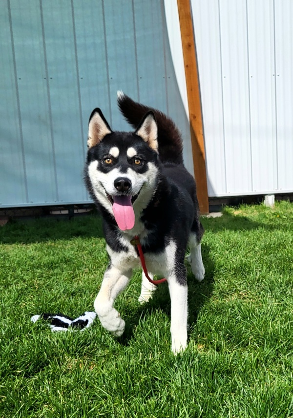 Lobo 42773, an adoptable Siberian Husky in Pocatello, ID, 83205 | Photo Image 1