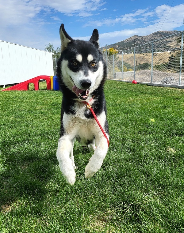 Lobo 42773, an adoptable Siberian Husky in Pocatello, ID, 83205 | Photo Image 2