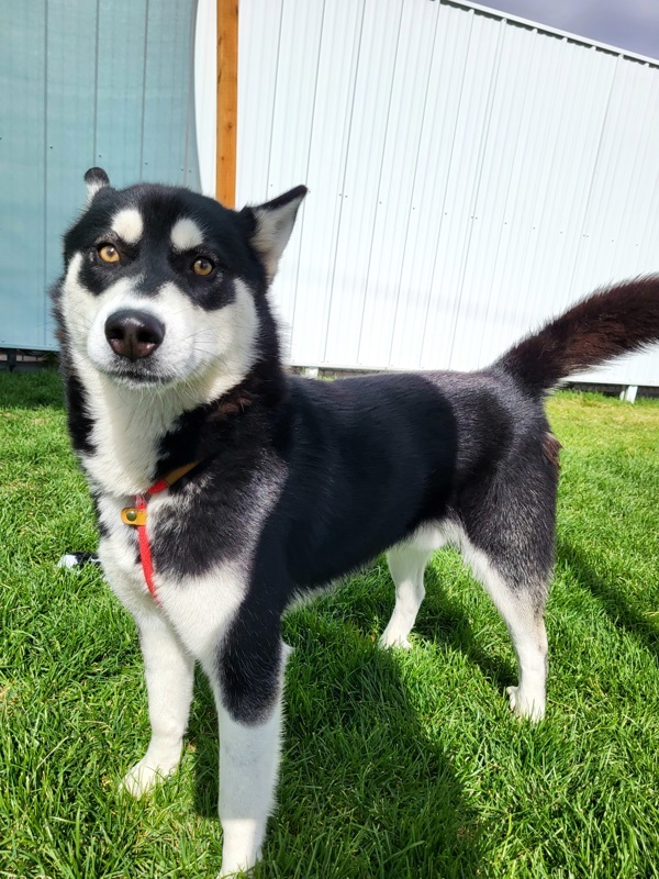 Lobo 42773, an adoptable Siberian Husky in Pocatello, ID, 83205 | Photo Image 3