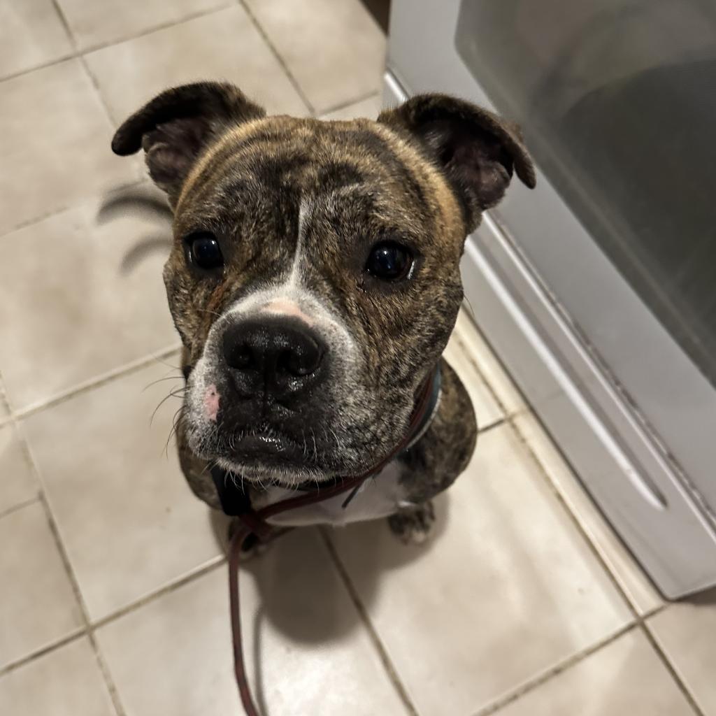 Good Boi