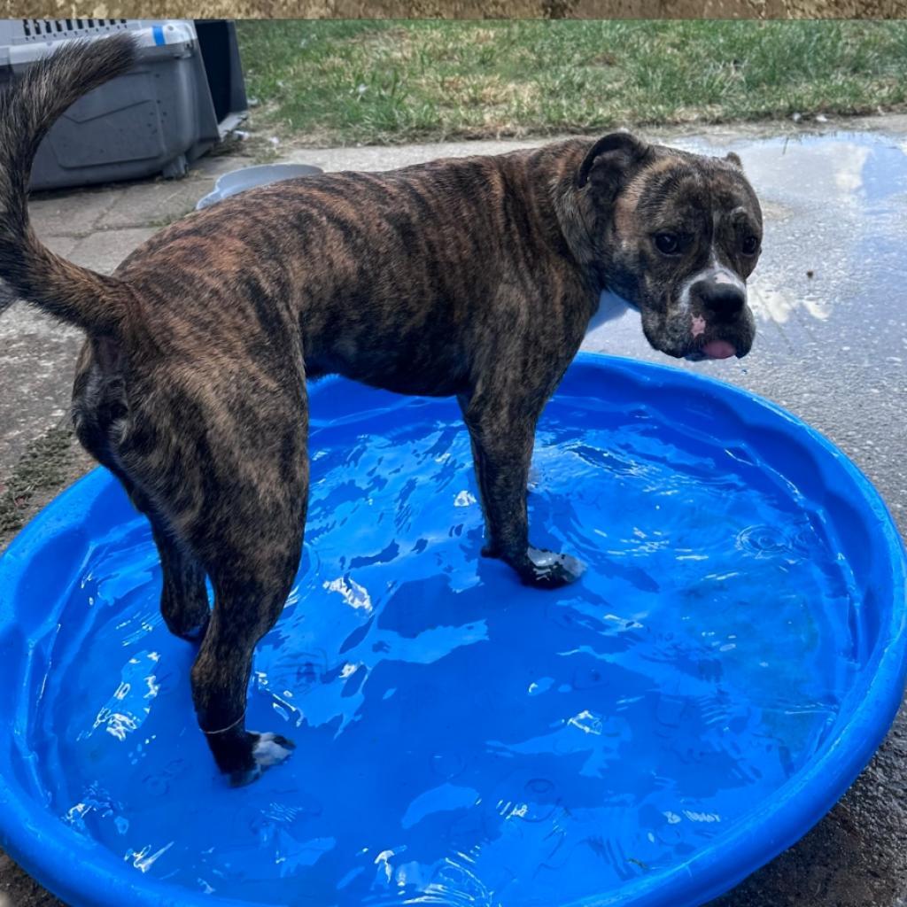 Good Boi