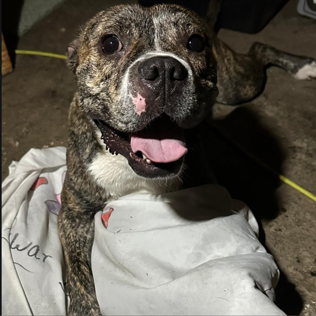 Good Boi