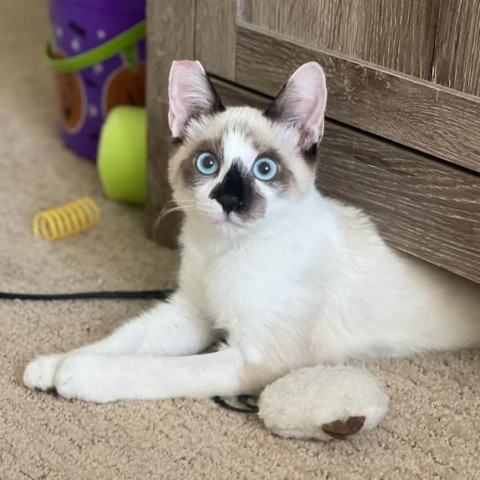 MANDU, an adoptable Exotic Shorthair, Ragdoll in Long Beach, CA, 90803 | Photo Image 1