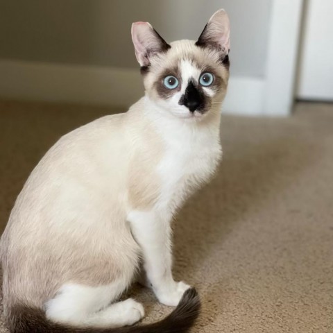 MANDU, an adoptable Exotic Shorthair, Ragdoll in Long Beach, CA, 90803 | Photo Image 2