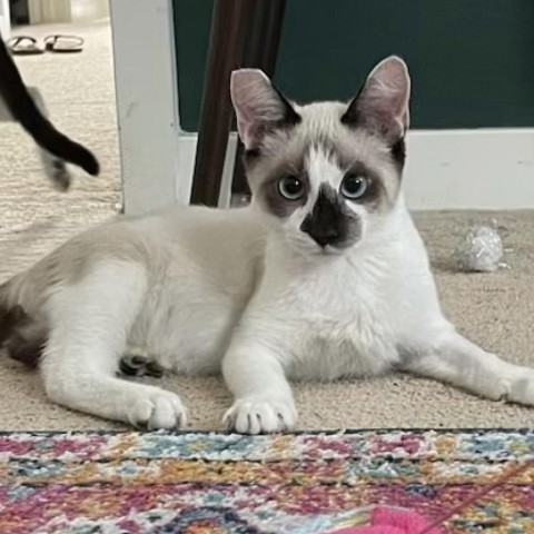 MANDU, an adoptable Exotic Shorthair, Ragdoll in Long Beach, CA, 90803 | Photo Image 3