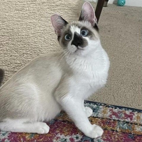 MANDU, an adoptable Exotic Shorthair, Ragdoll in Long Beach, CA, 90803 | Photo Image 4